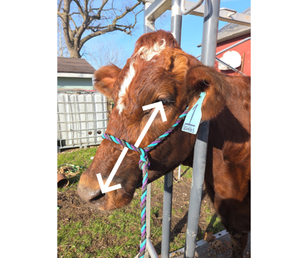 A cow with a halter one with the nose band half way between the nose and eyes.